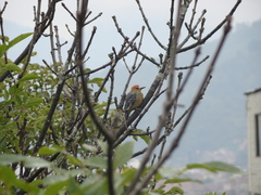 Melanerpes rubricapillus