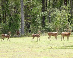 Rusa timorensis