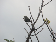 Thraupis palmarum
