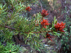 Orites revolutus, photograph Cowirrie, CC0, iNaturalist via GBIF