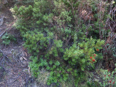 Orites revolutus, photograph Cowirrie, CC0, iNaturalist via GBIF