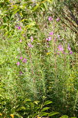 Chamaenerion dodonaei