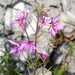 Rosemary-leaved Willowherb - Photo (c) Drepanostoma, some rights reserved (CC BY-NC), uploaded by Drepanostoma