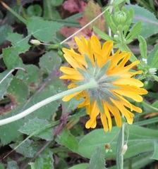 Amblyolepis setigera