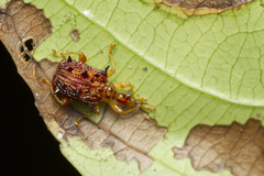 Hoplapoderus