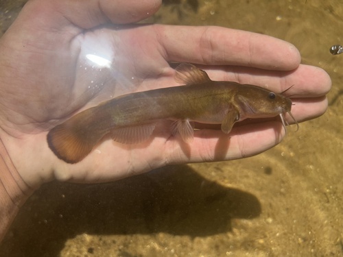 Margined madtom (Noturus insignis) — Ictaluridae — 3