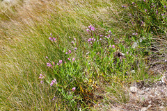 Chamaenerion fleischeri