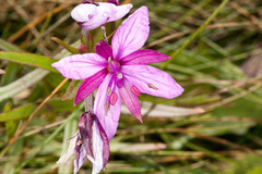 Chamaenerion fleischeri