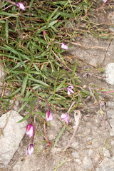 Chamaenerion fleischeri