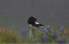 Daptrius carunculatus