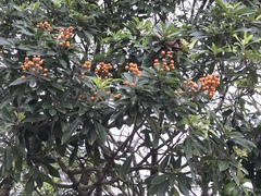 Pittosporum pentandrum