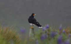 Daptrius carunculatus