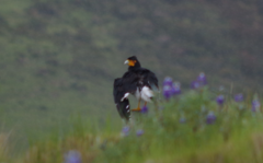 Daptrius carunculatus