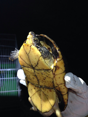 Kinosternon leucostomum