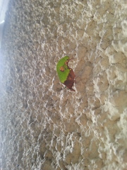 Pycnopalpa bicordata