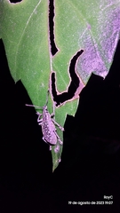 Exophthalmus jekelianus image