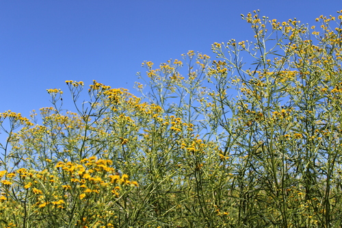 Image of Senecio brasiliensis by (c) Candela Castro, some rights reserved (CC BY)