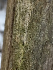 Chaenothecopsis debilis