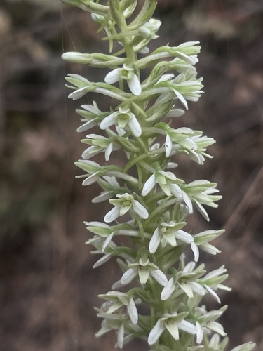 iNaturalist observation photo of Elegant Rein Orchid