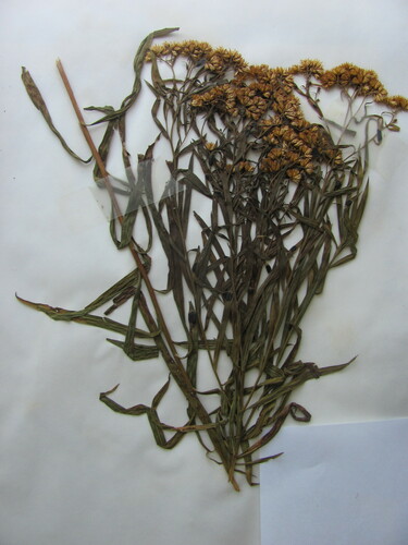 Euthamia graminifolia iNat (2)