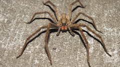 Cupiennius chiapanensis