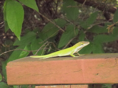 Anolis carolinensis