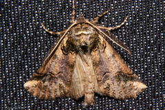 Declana junctilinea