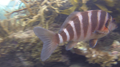 Chirodactylus spectabilis