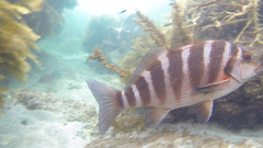 Chirodactylus spectabilis