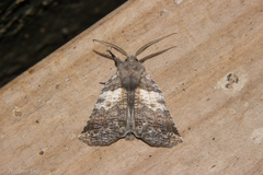 Declana griseata