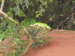 Anolis carolinensis