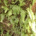 Hymenophyllum dicranotrichum - Photo (c) John Brew, osa oikeuksista pidätetään (CC BY), lähettänyt John Brew