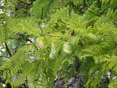 Jacaranda mimosifolia