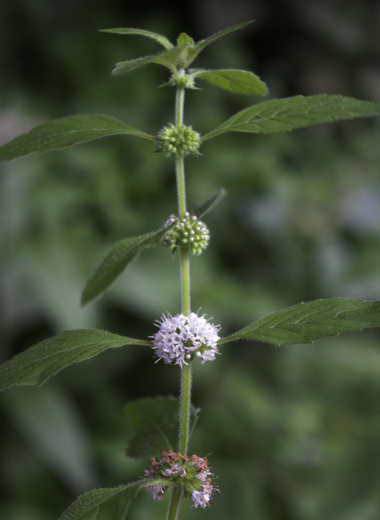 박하 from Manitowoc County, WI, USA on 2018년 08월 25일 (토) at 04:13 오후 by aarongunnar · iNaturalist 박하 (Mentha canadensis)
