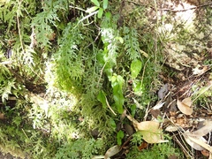 Hymenophyllum cruentum image