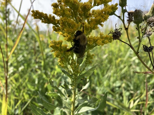 Perplexing Bumble Bee