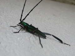 Callichroma holochlorum