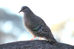 Phaps elegans