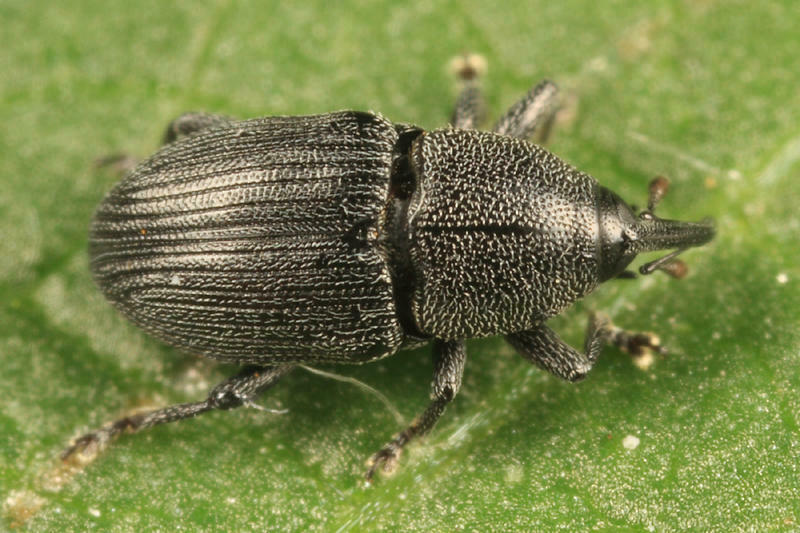 Torcina