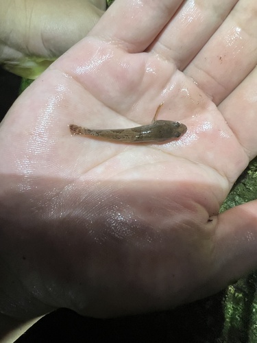 Dark sleeper (Odontobutis obscura) — Odontobutidae — 2