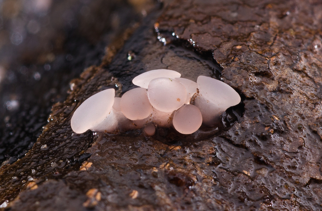 Ombrophila sp. 'NC01'