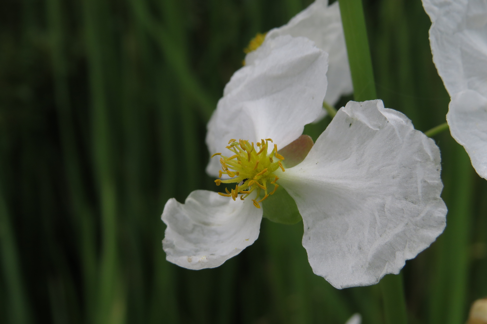 Sagittaria lancifolia ssp. media