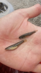 Etheostoma lepidum