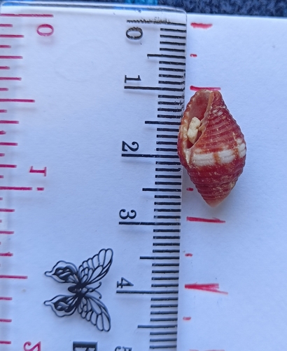 Pseudonebularia cucumerina observed 2023-08-21