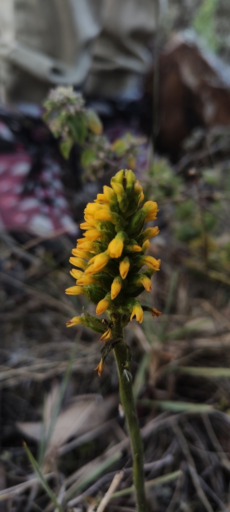 Sauroglossum schweinfurthianum