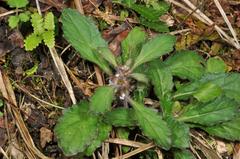 Ajuga taiwanensis