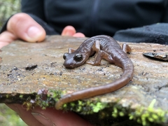 Limestone Salamander photo 4