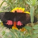 Papilio anchisiades idaeus - Photo (c) Carlos G Velazco-Macias, some rights reserved (CC BY-NC), uploaded by Carlos G Velazco-Macias