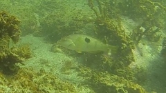 Notolabrus celidotus