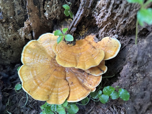 Rigidoporus microporus observed 2023-08-20